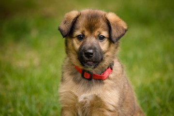 Portrait of cute brown puppy outside