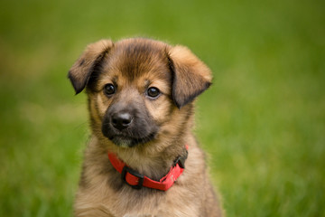 Portrait of cute brown puppy outside