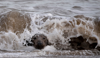grey seals on a UK beach