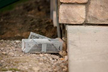 Gophers peering around pest control traps