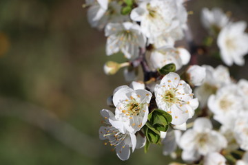 naturaleza 