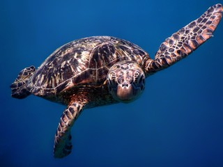Samoa – A green sea turtle at Savaii