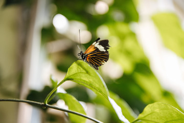 butterfly on flower