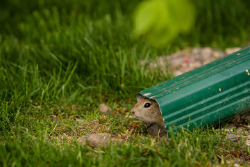 Close up of gopher hiding in a rain pipe