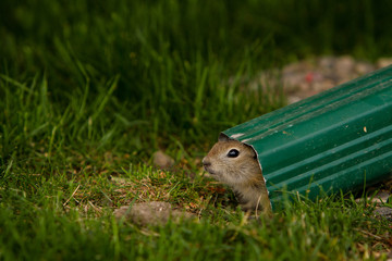 Close up of gopher hiding in a rain pipe