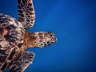 Samoa – A green sea turtle at Savaii