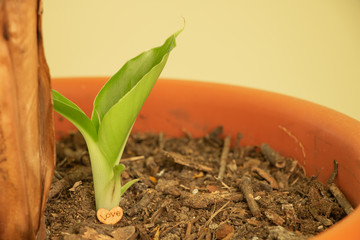 Love to grow banana tree concept, beautiful tropical plant at home