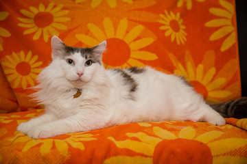 Beautiful long-haired white and grey cat portrait on vintage couch