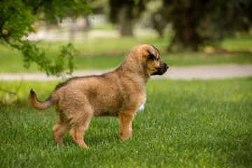 Profile of an adorable brown puppy in a park