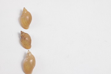 close up shot of fresh water snail's shell on an isolated background