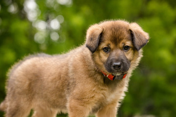 Adorable portrait of a brown puppy in a park