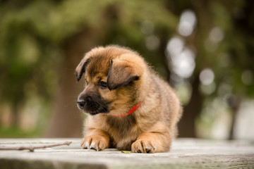 Adorable portrait of a brown puppy in a park