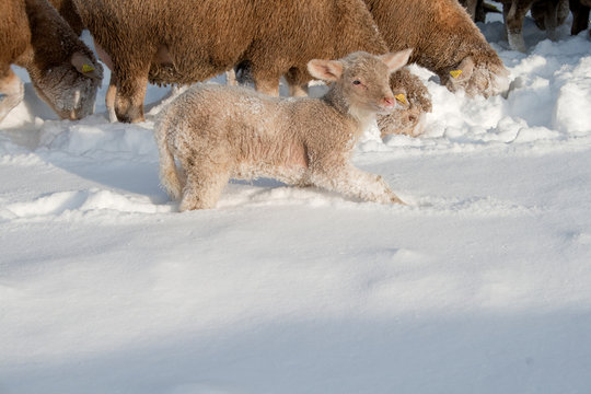 lamm und Schafe im Winter auf der Wiese