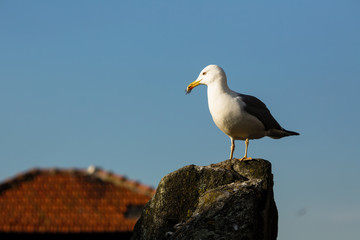 Seagull on the background roof old building.