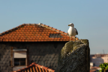 Seagull on the background roof old building. Porto, Portugal.