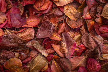 Red Jungle Leaves Background