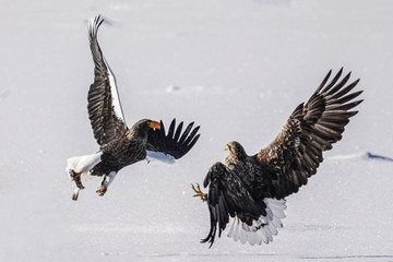 オオワシとオジロワシ