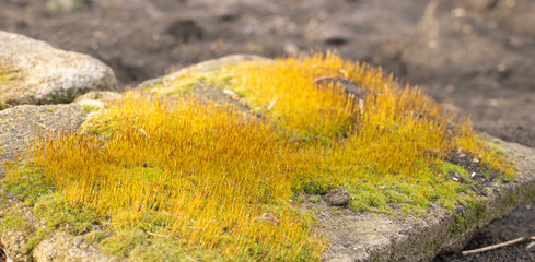 Moss growing on a stone beautiful and green
