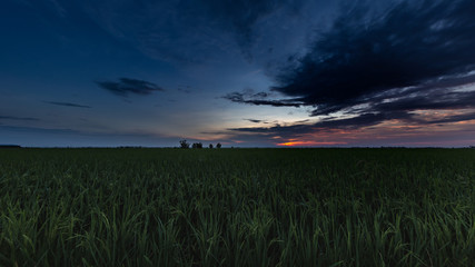 Sunrise on a paddy field at Kuala Selangor, Malaysia. Atmospheric dark scenery of the morning sun over a rice field or plantation. Dark clouds covering the rising sun. 