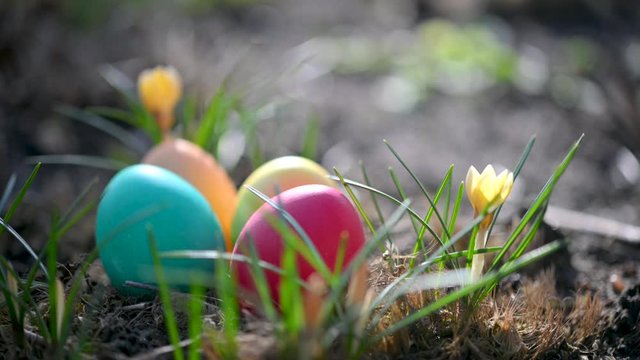 Colorful easter eggs lie near blooming flowers in the garden. Easter Egg Hunt. Easter concept background.