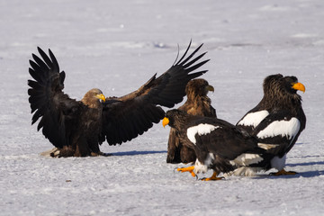 オオワシとオジロワシ