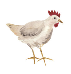 Hand-painted watercolor drawing, white chicken broiler. Object on a white background, for design compositions on the theme of farm life or life in the suburbs.