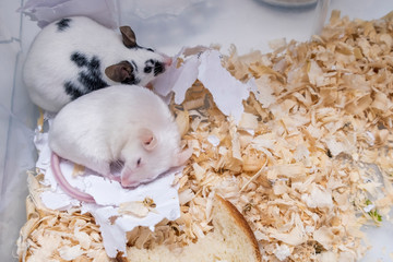 A couple of tame pets, mice, old white albino and young spotted mouse living together in a cage, they are friends
