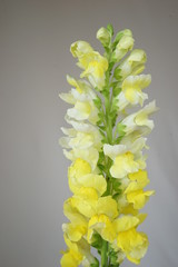 キンギョソウ　金魚草　黄色　白バック　白背景　マクロ　接写