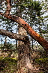 arbutus tree with exposed red tree trunk in front of a pine tree in the forest under the sunlight