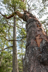 close up view from the bottom of a giant Arbutus tree in the forest with branches pointing to...
