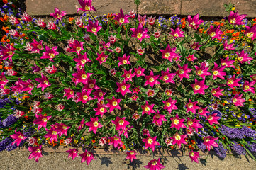 Flower bed with colorful red flowers, top view
