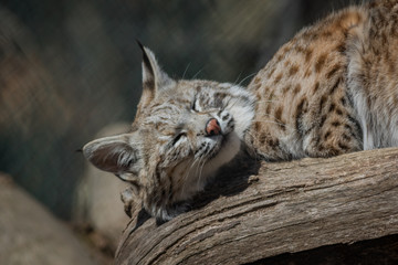 Bobcat (Lynx rufus) playful on log early spring