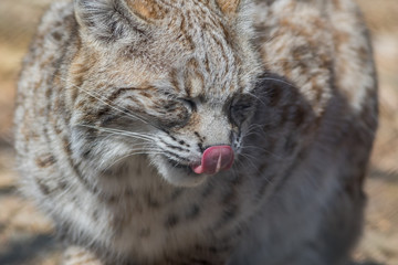 Bobcat (Lynx rufus) profile closeup cute with tongue licking nose