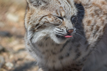 Bobcat (Lynx rufus) profile closeup cute with tongue licking nose