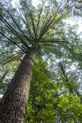 Fototapeta premium big tree with many branches