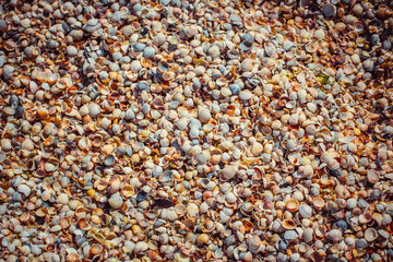 Natural sand and shells background
