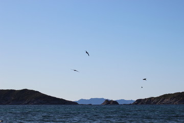 Fototapeta na wymiar Gaviotas volando en el atardecer en el mar San Carlos sonora