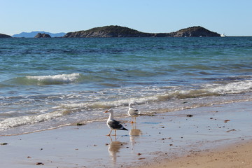 Gaviotas volando en el atardecer en el mar San Carlos sonora