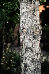 Face in the tree, photo of real life Ent.