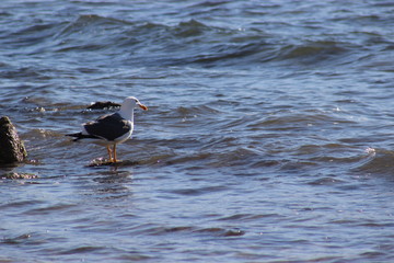 Gaviotas volando en el atardecer en el mar San Carlos sonora