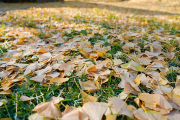 Blanket of yellow fall leaves on green grass;  no other objects in photo.  Leaves fade to blur in distance.