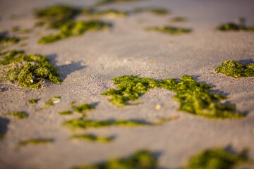 green seaweed on a beach and sea