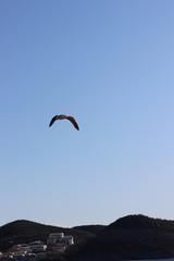 Gaviotas volando en el atardecer en el mar San Carlos sonora