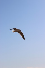 Fototapeta na wymiar Gaviotas volando en el atardecer en el mar San Carlos sonora