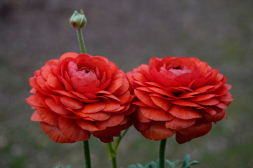 Gorgeous red Ranunculus flowers. Detail view of the paper like, thin petals of this beautiful flower.         