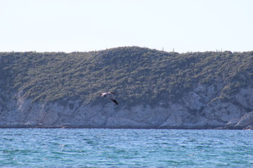 Gaviotas volando en el atardecer en el mar San Carlos sonora