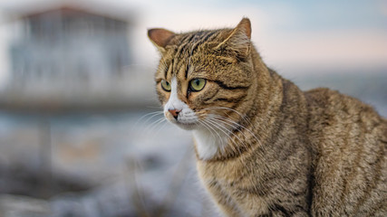 angry cat looking on sea background