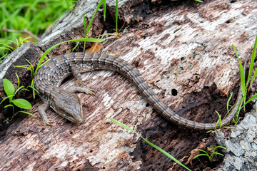 The southern Alligator lizard (Elgaria multicarinata) lives along the Pacific Coast of North...