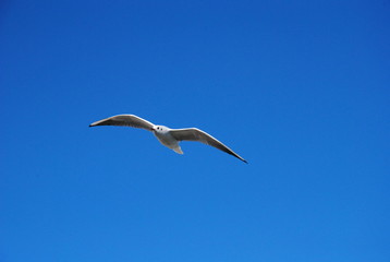 seagull flying in the blue sky