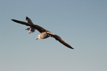 Gaviotas volando en el atardecer en el mar San Carlos sonora